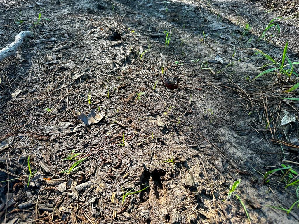 0 Golf Course Road Lufkin, TX 75901 - Photo 5 of 31 an aerial view of residential house with space and trees all around