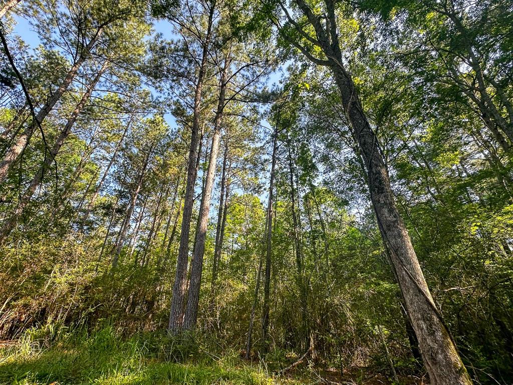 0 Golf Course Road Lufkin, TX 75901 - Photo 6 of 31 a view of forest