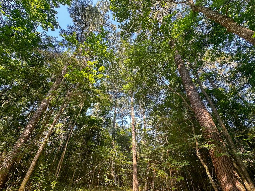 0 Golf Course Road Lufkin, TX 75901 - Photo 8 of 31 a view of a tree