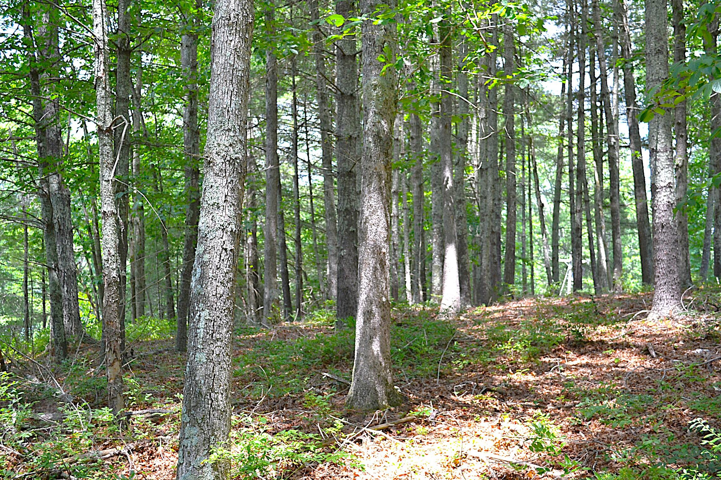 Moncove Lake Road Gap Mills, WV 24941 - Photo 8 of 27 Land View