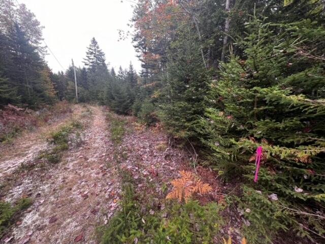 12-2 South Burnt Cove Road Stonington, ME 04681 - Photo 4 of 13 George's Woods Lot #2