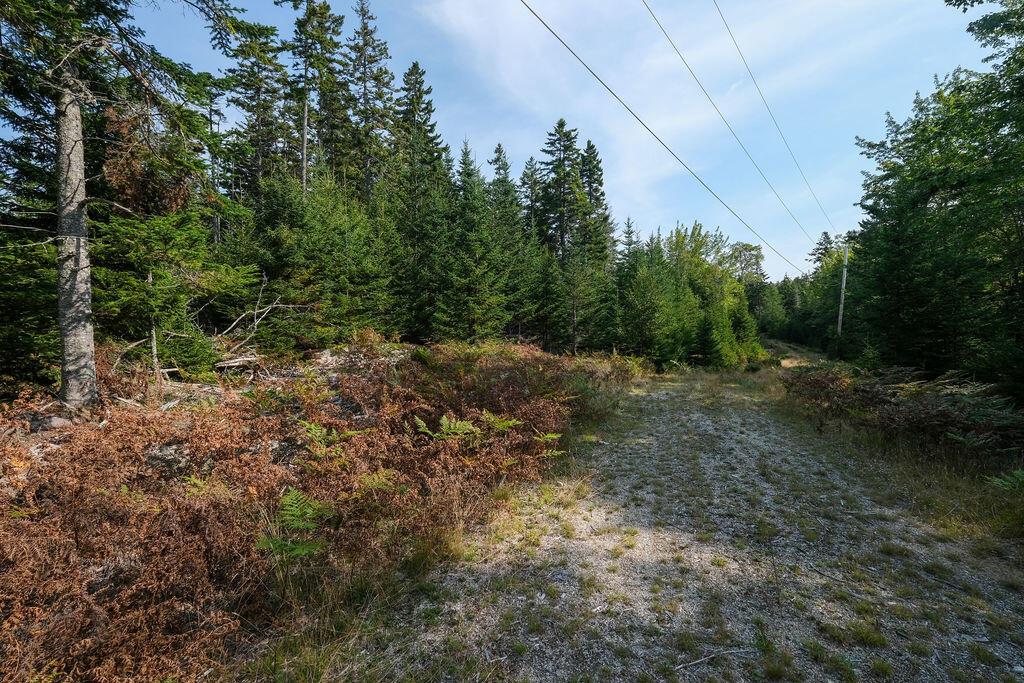 12-2 South Burnt Cove Road Stonington, ME 04681 - Photo 7 of 13 GeorgesWoodsland-10