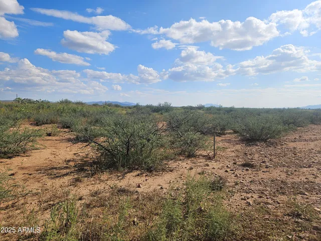 a view of a dry yard with lots of trees