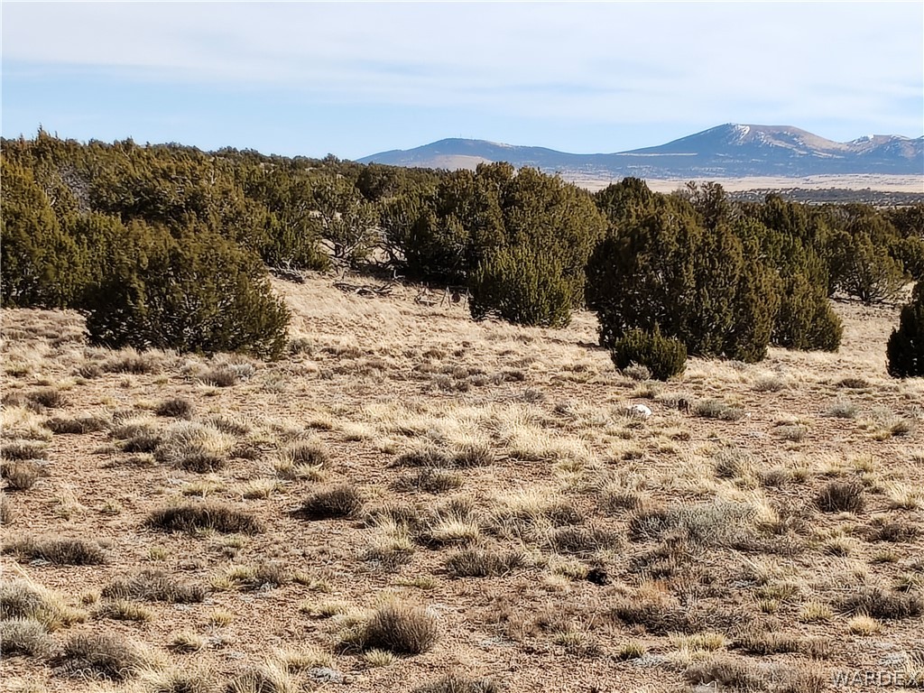 15 County Road Concho, AZ 85924 - Photo 68 of 93 Expansive natural landscape featuring scattered mature evergreen trees and arid ground cover