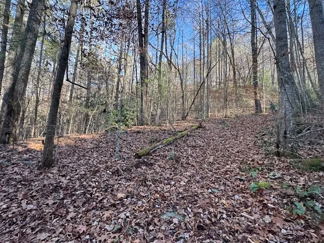 a view of a yard with trees