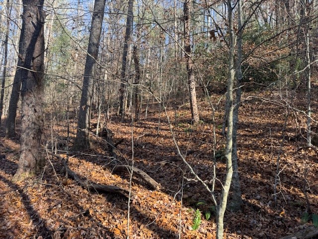 68-acres Ponderosa Road Rabun Gap, GA 30568 - Photo 14 of 25 a view of a forest with a tree