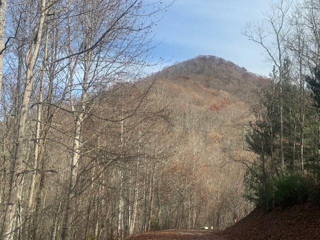 68-acres Ponderosa Road Rabun Gap, GA 30568 - Photo 16 of 25 a view of a dry yard with trees in the background