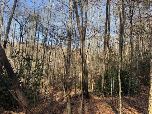 68-acres Ponderosa Road Rabun Gap, GA 30568 - Photo 20 of 25 a view of forest