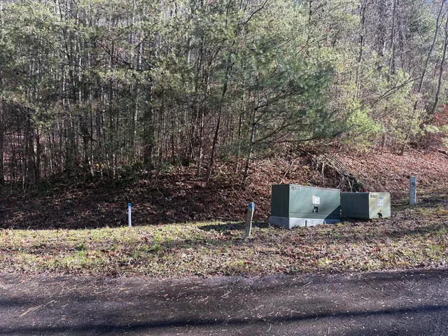a view of a backyard with large trees