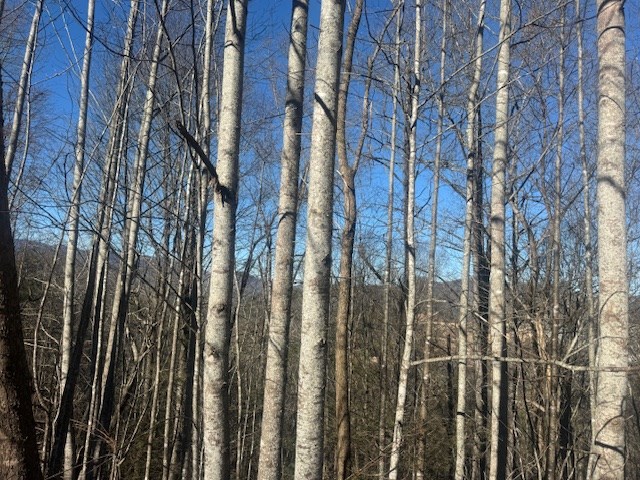 68-acres Ponderosa Road Rabun Gap, GA 30568 - Photo 25 of 25 a view of a multi story building