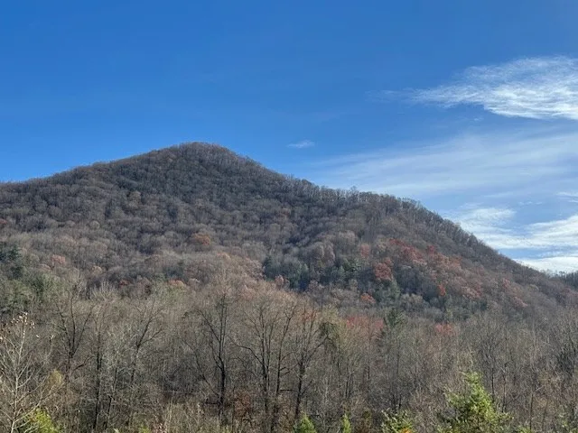 a view of a dry yard
