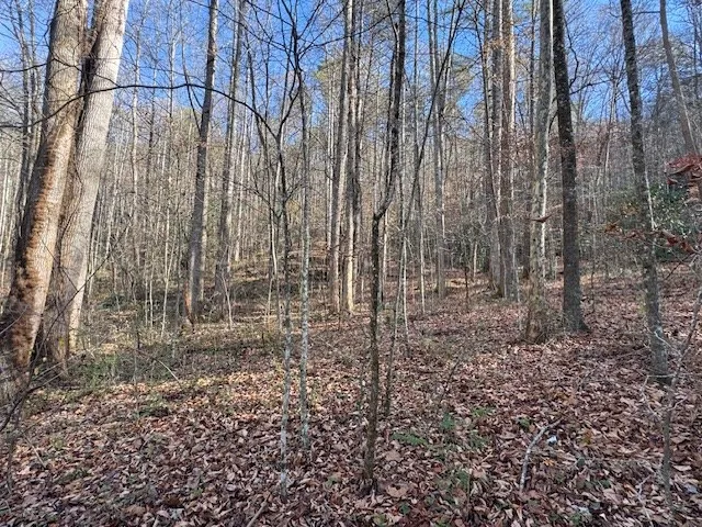 a view of a yard with plants and wooden fence