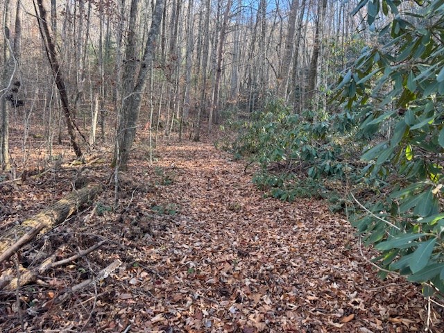 68-acres Ponderosa Road Rabun Gap, GA 30568 - Photo 7 of 25 a view of backyard with green space