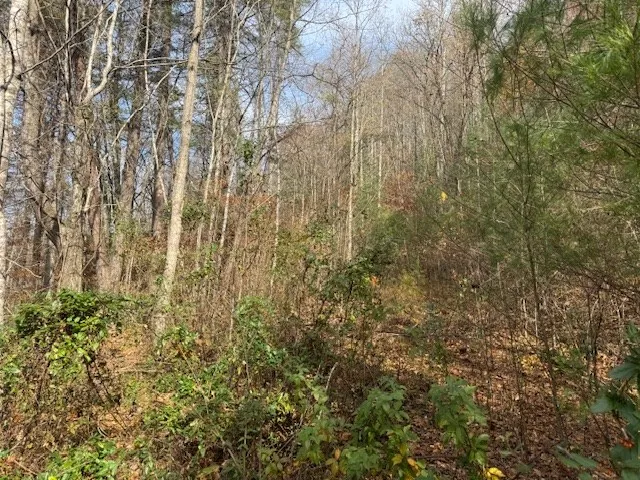 a close up of a plant in a forest