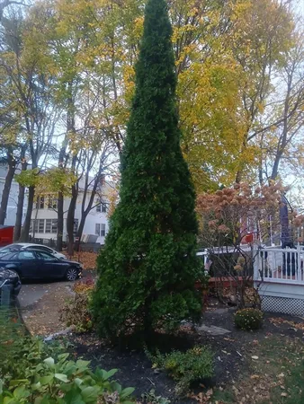 a view of street with tree s