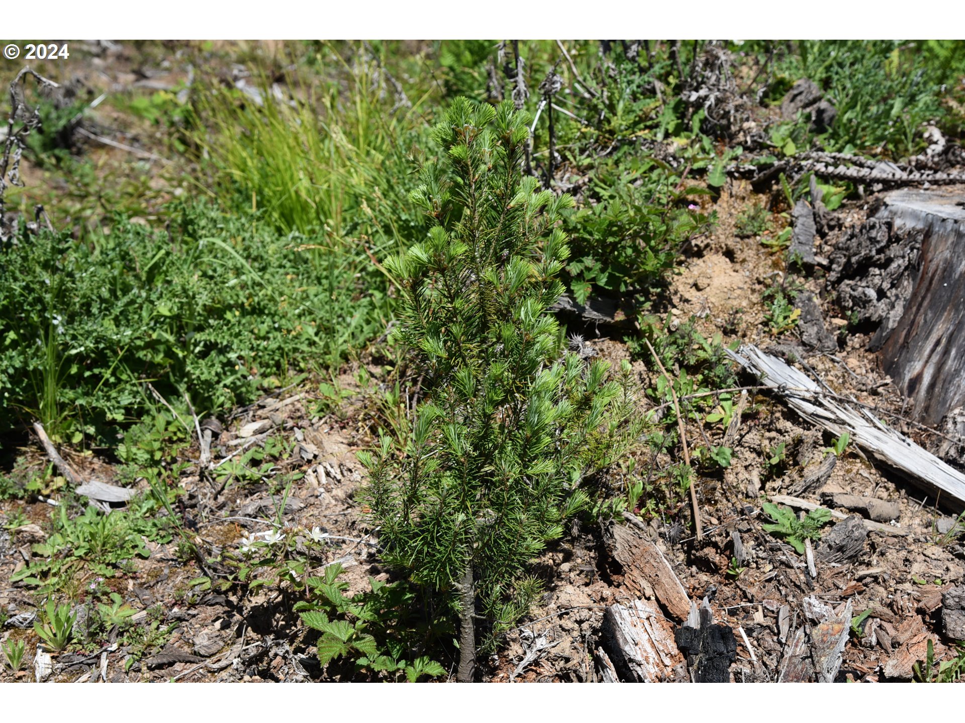 Monster Mountain Drive Scappoose, OR 97056 - Photo 8 of 26 a view of a large yard with a tree