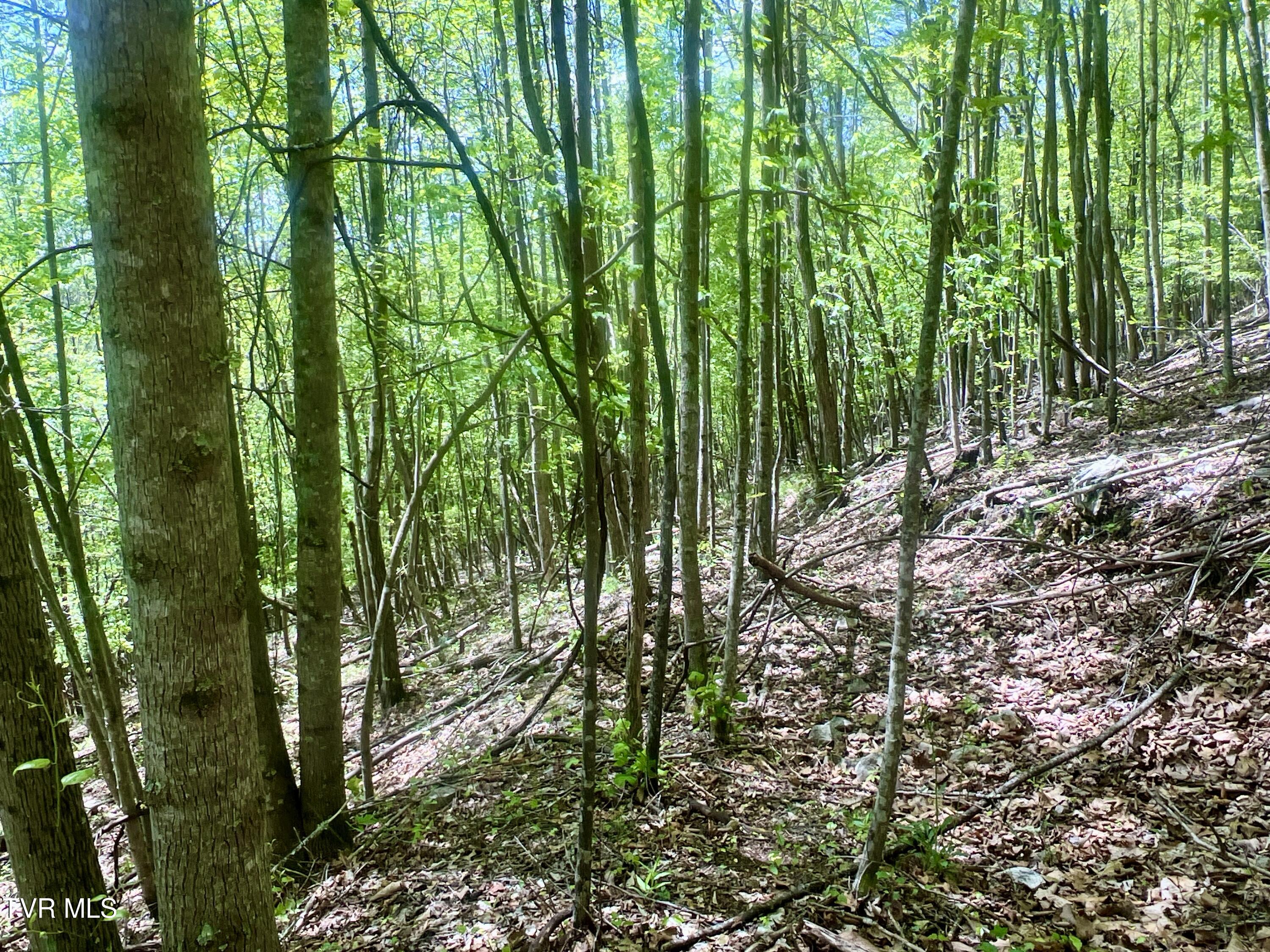 77-ac Sink Valley Road Butler, TN 37640 - Photo 20 of 43 _Pic21 (4)