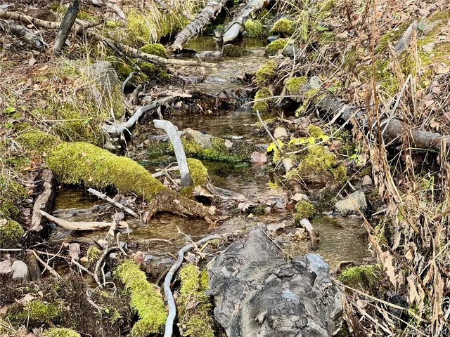 a view of a tree with a tree