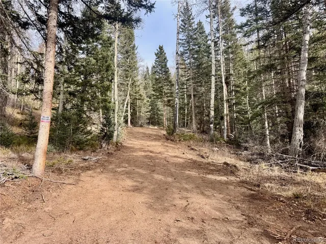 a view of a forest with trees