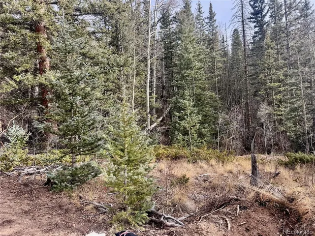 a view of a forest with trees in the background