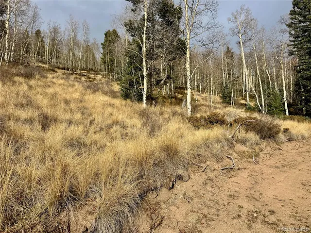 a view of a yard with trees