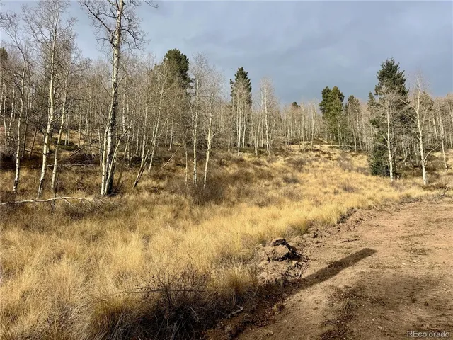 a view of a yard with trees