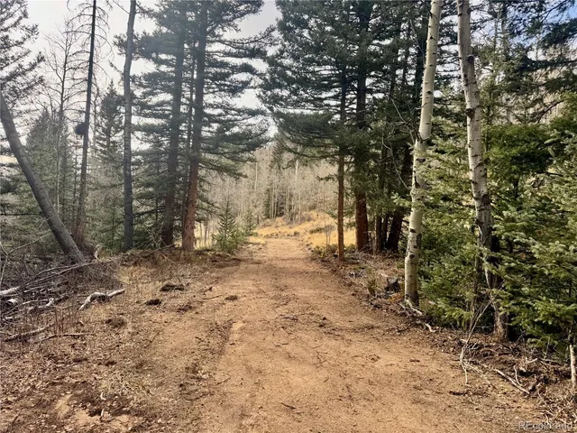 a view of a yard with large trees