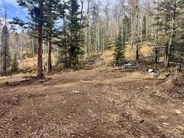 a view of a forest with trees