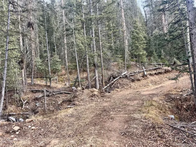 a view of a forest with trees