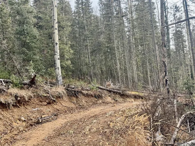 a view of a yard with trees