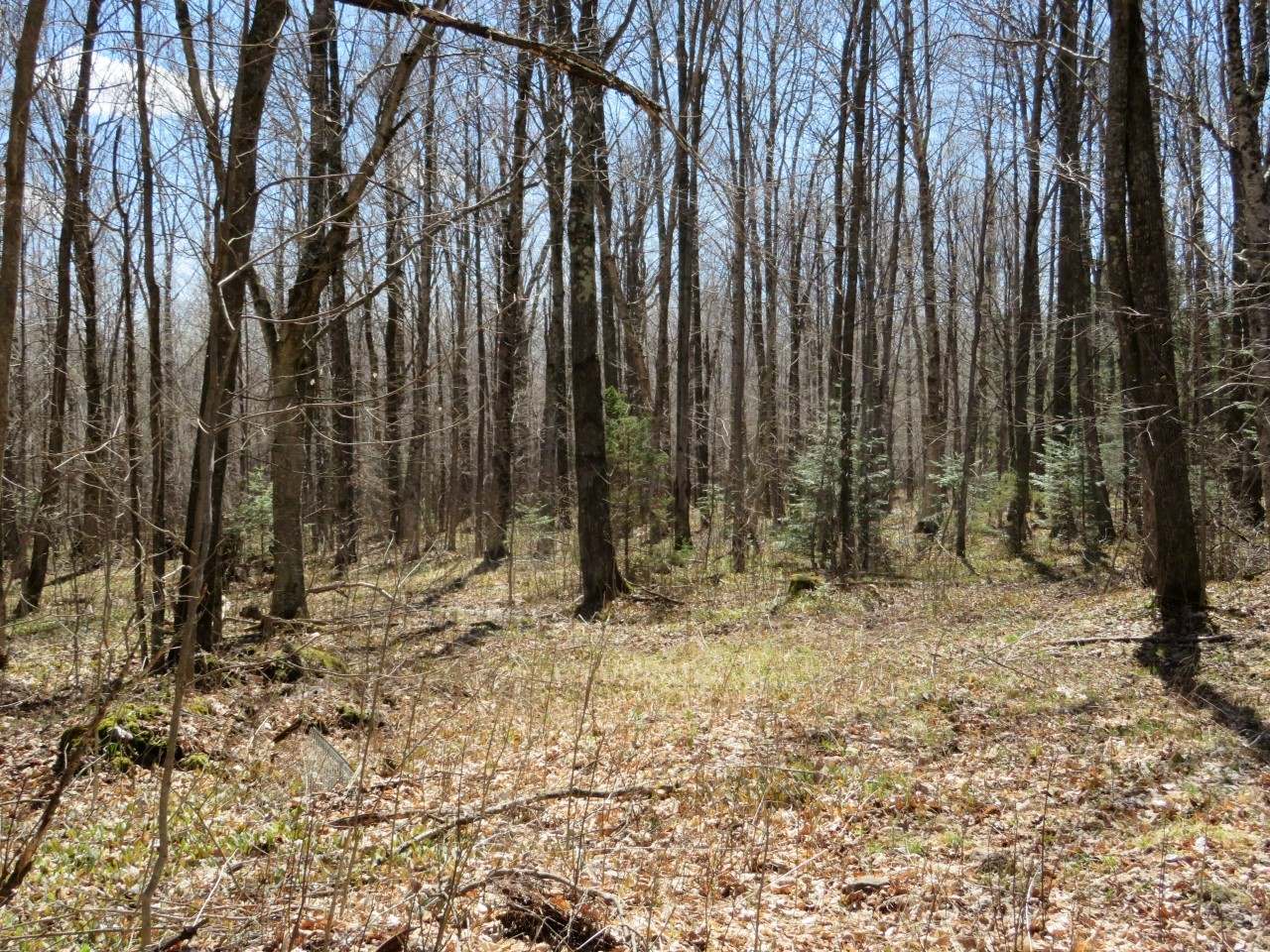 N4765 Shielke Road Gleason, WI 54435 - Photo 16 of 18 Gallery Image 16