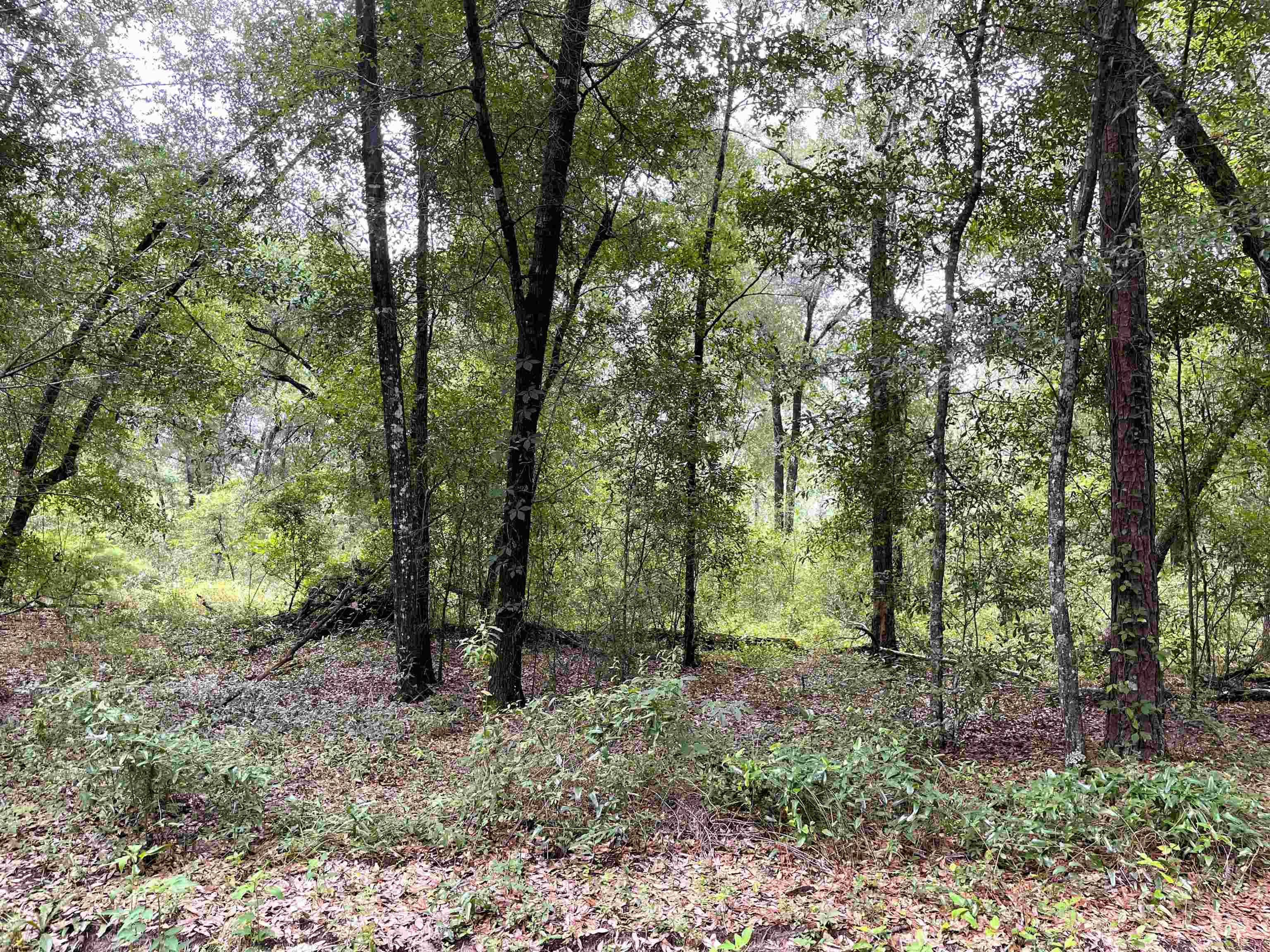 497 McPhaul Road Chattahoochee, FL 32324 - Photo 4 of 6