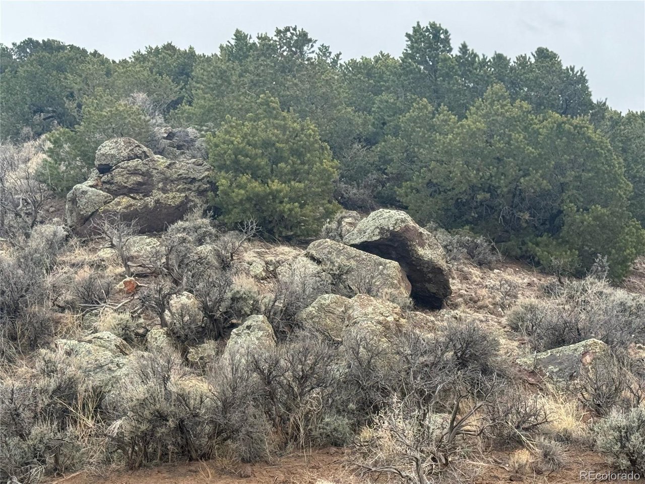 a view of a forest with a tree in the background