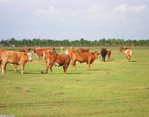 Southwest Fox Brown Road Indiantown, FL 34956 - Photo 1 of 17 Primary Photo