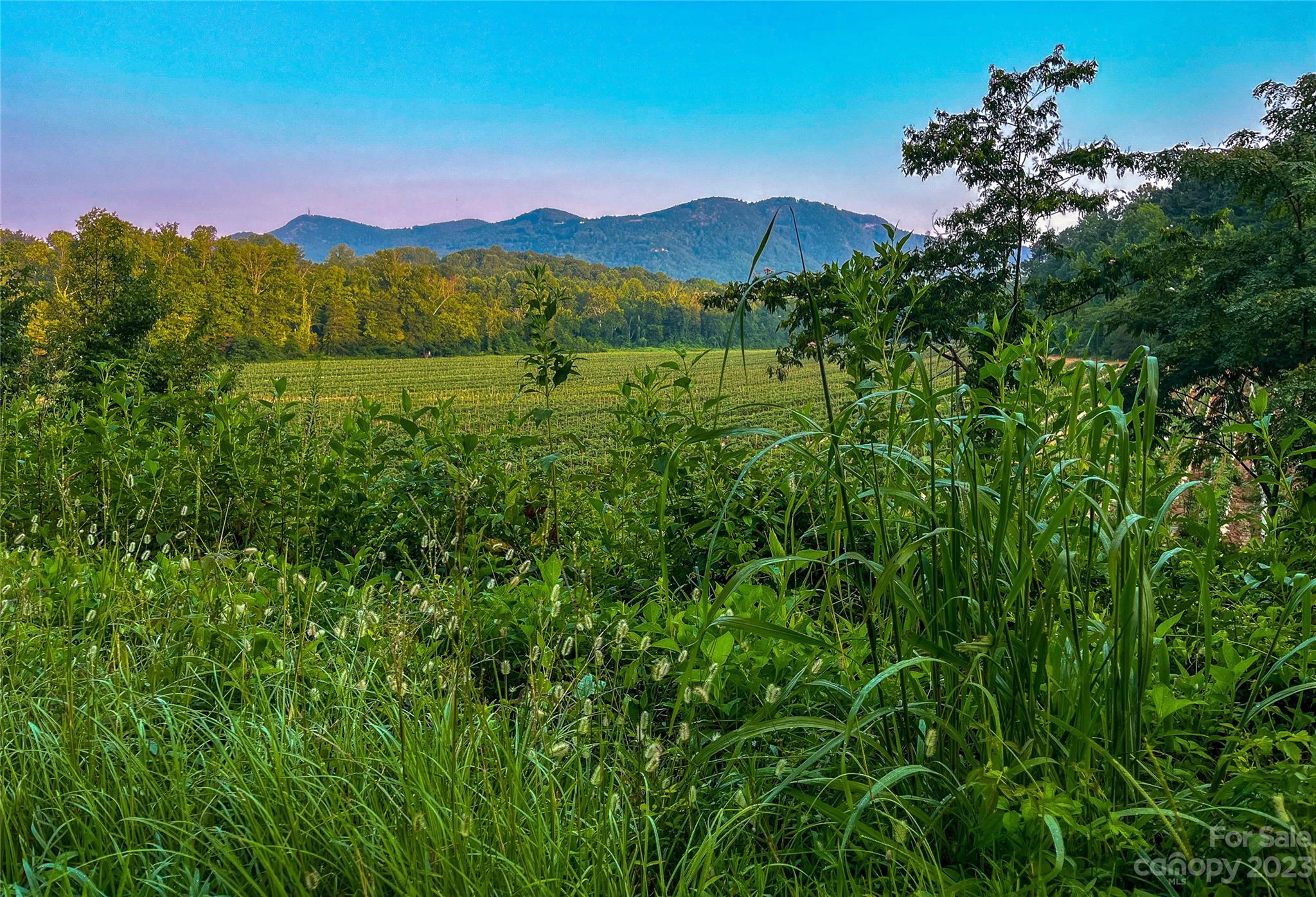 0 Fox Mountain Road, Unit 1 Columbus, NC 28722 - Photo 4 of 4 a view of a lush green forest with a building in the back