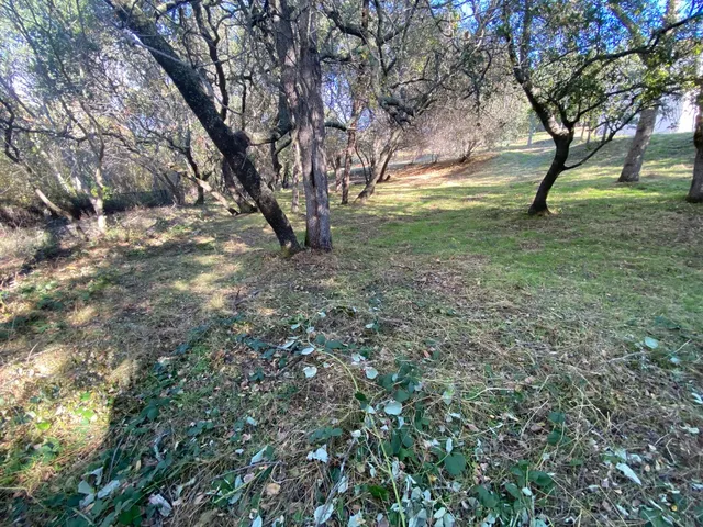 a view of yard with trees