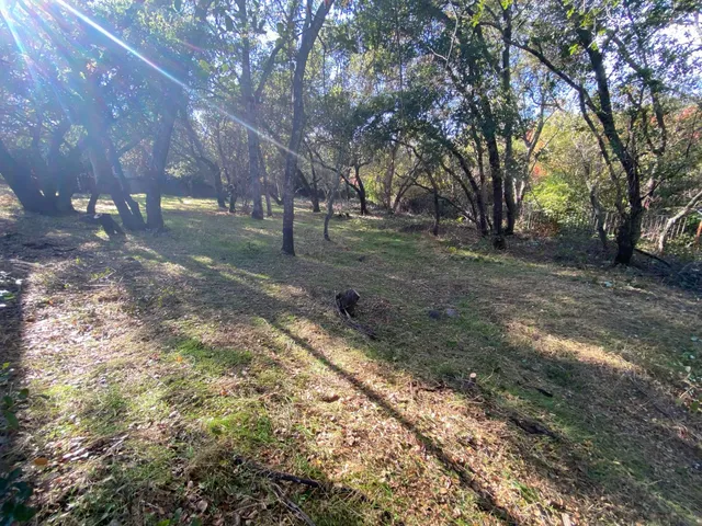 a view of a forest with trees