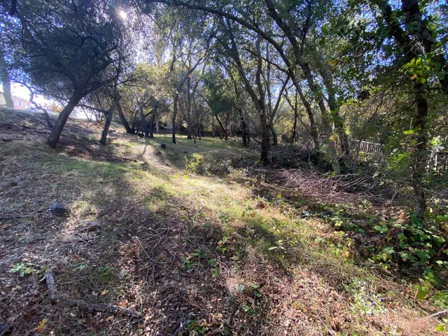 a view of backyard of green space