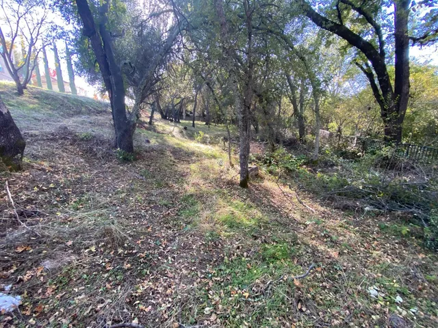 a view of a yard with a tree