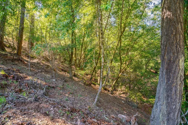 a view of a yard with plants and trees