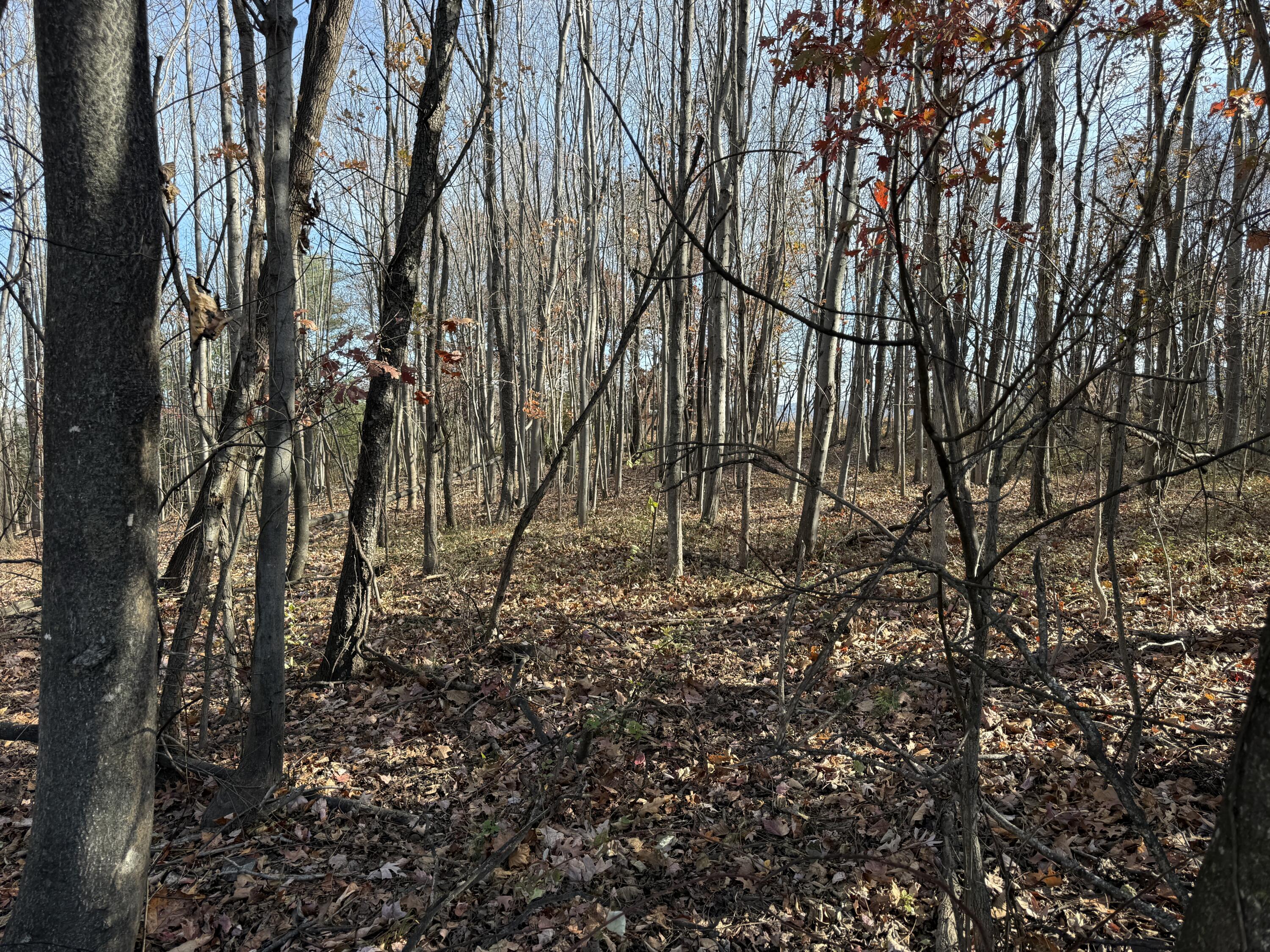 7212 Wood Haven Road Roanoke, VA 24019 - Photo 39 of 39 a backyard of a house with lots of plants and large trees