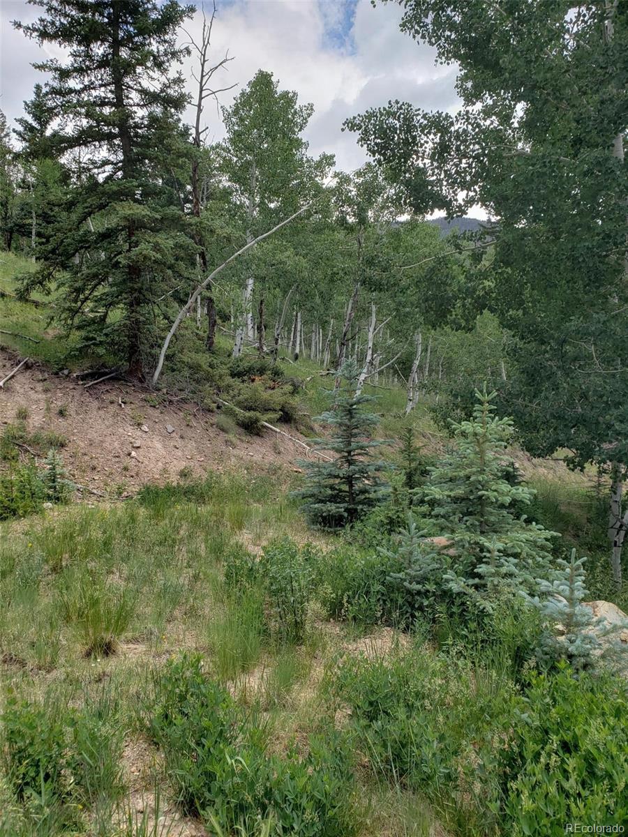 10th Street Del Norte, CO 81132 - Photo 11 of 11 a view of a forest with lots of trees