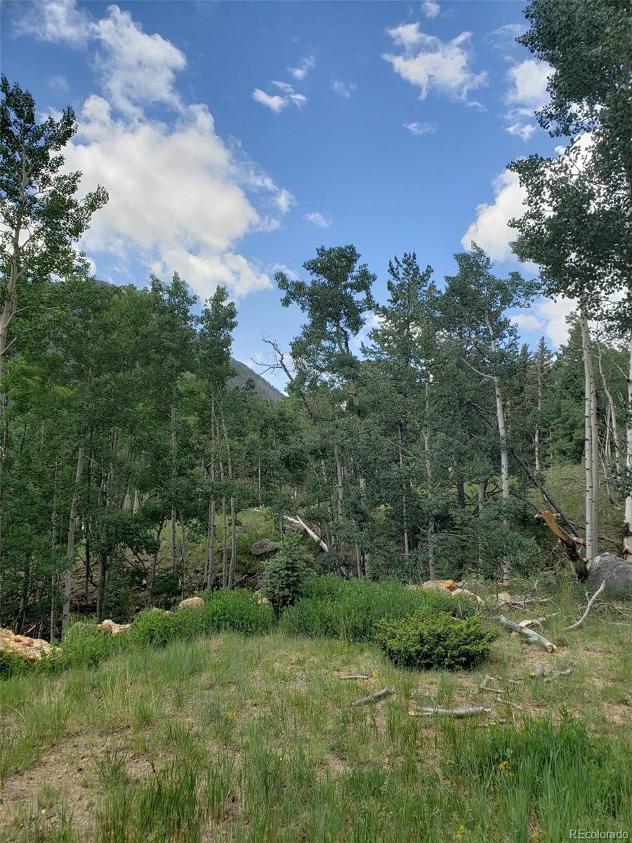 10th Street Del Norte, CO 81132 - Photo 3 of 11 a view of a garden with plants and a large tree