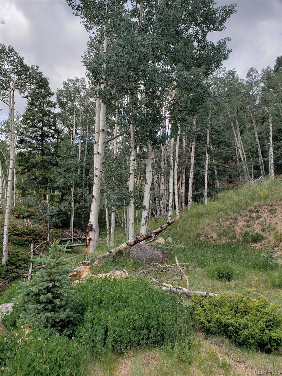 10th Street Del Norte, CO 81132 - Photo 9 of 11 a view of outdoor space with trees all around