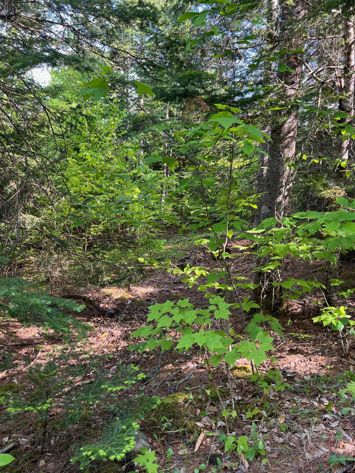 60 Hutchinson Road Linneus, ME 04730 - Photo 10 of 20 IMG_4276