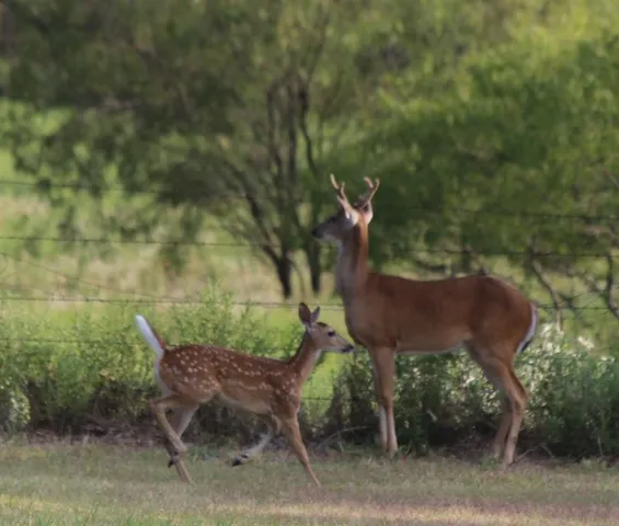 $400,000 | 901 Pigg Road, Bowie, TX 76230
