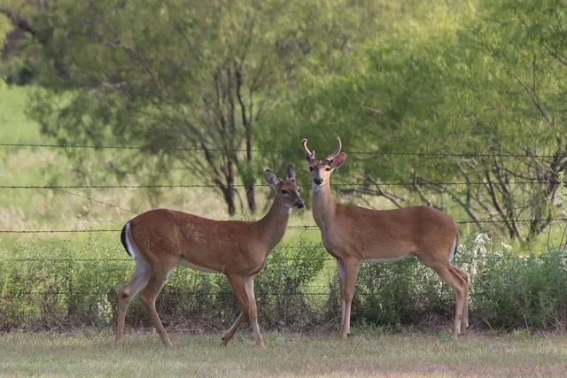 $400,000 | 901 Pigg Road, Bowie, TX 76230