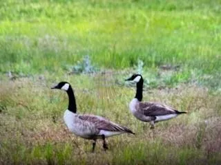 $400,000 | 901 Pigg Road, Bowie, TX 76230