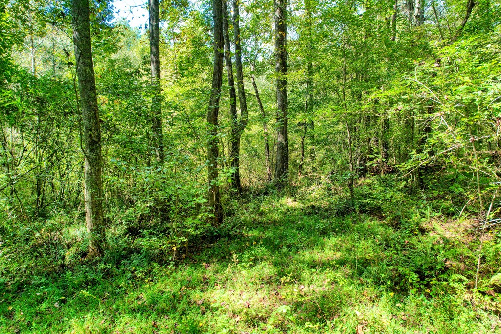 684 Old Miller Rock Road Ellijay, GA 30540 - Photo 13 of 38 Gallery Image 13
