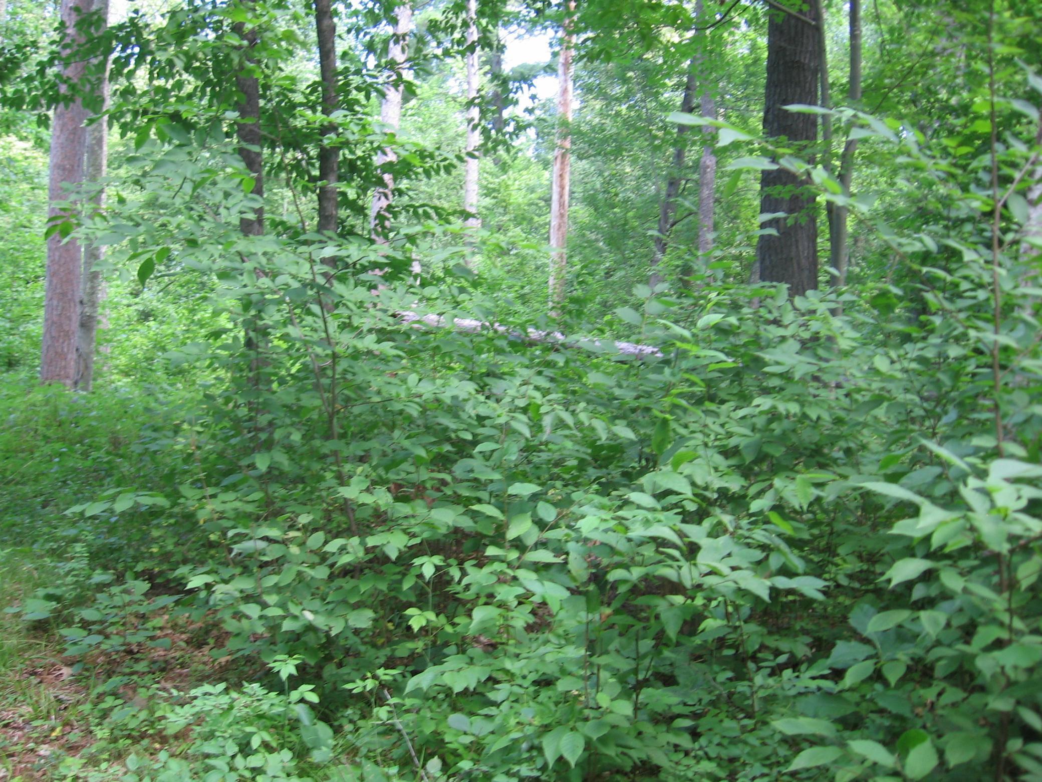 5 Nw Hackensack, MN 56452 - Photo 27 of 31 Gallery Image 27